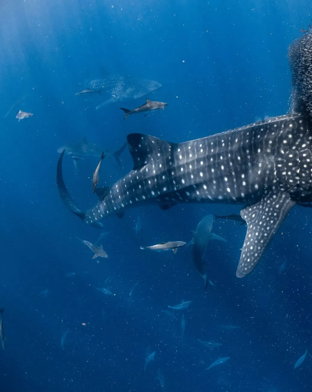 mollypitcher | Best Time to Visit Ningaloo Reef for Whale Sharks & More