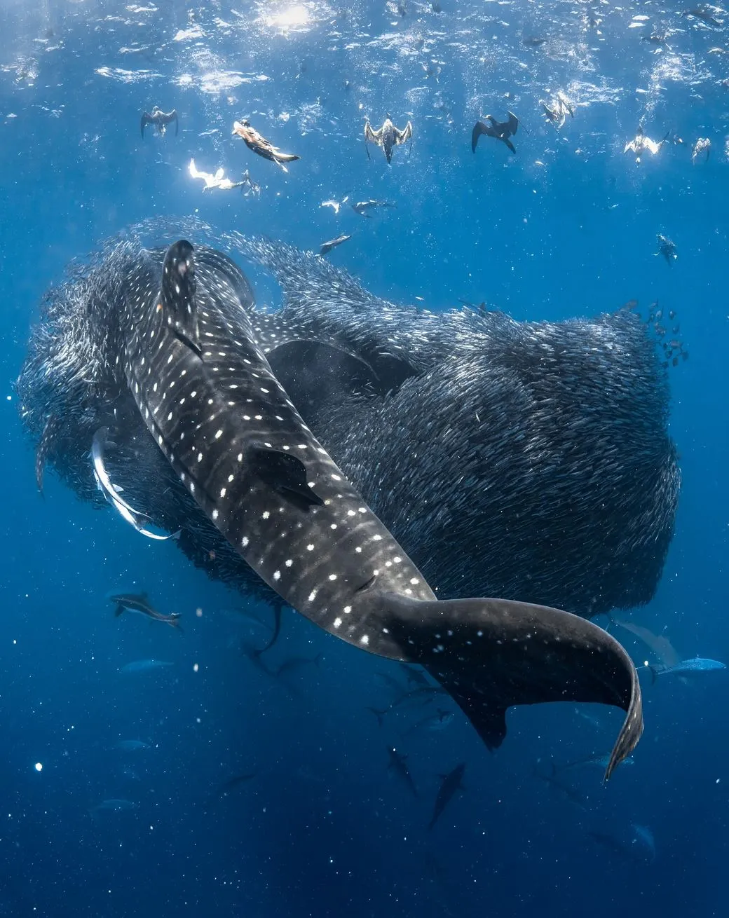 mollypitcher | Best Time to Visit Ningaloo Reef for Whale Sharks & More