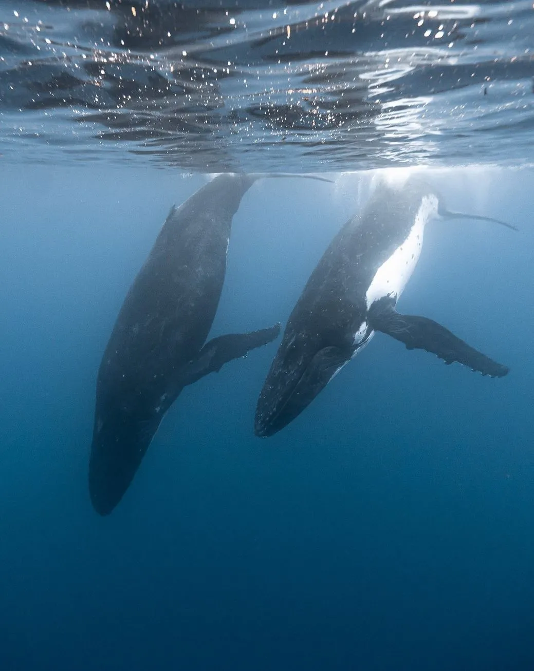 mollypitcher | Best Time to Visit Ningaloo Reef for Whale Sharks & More