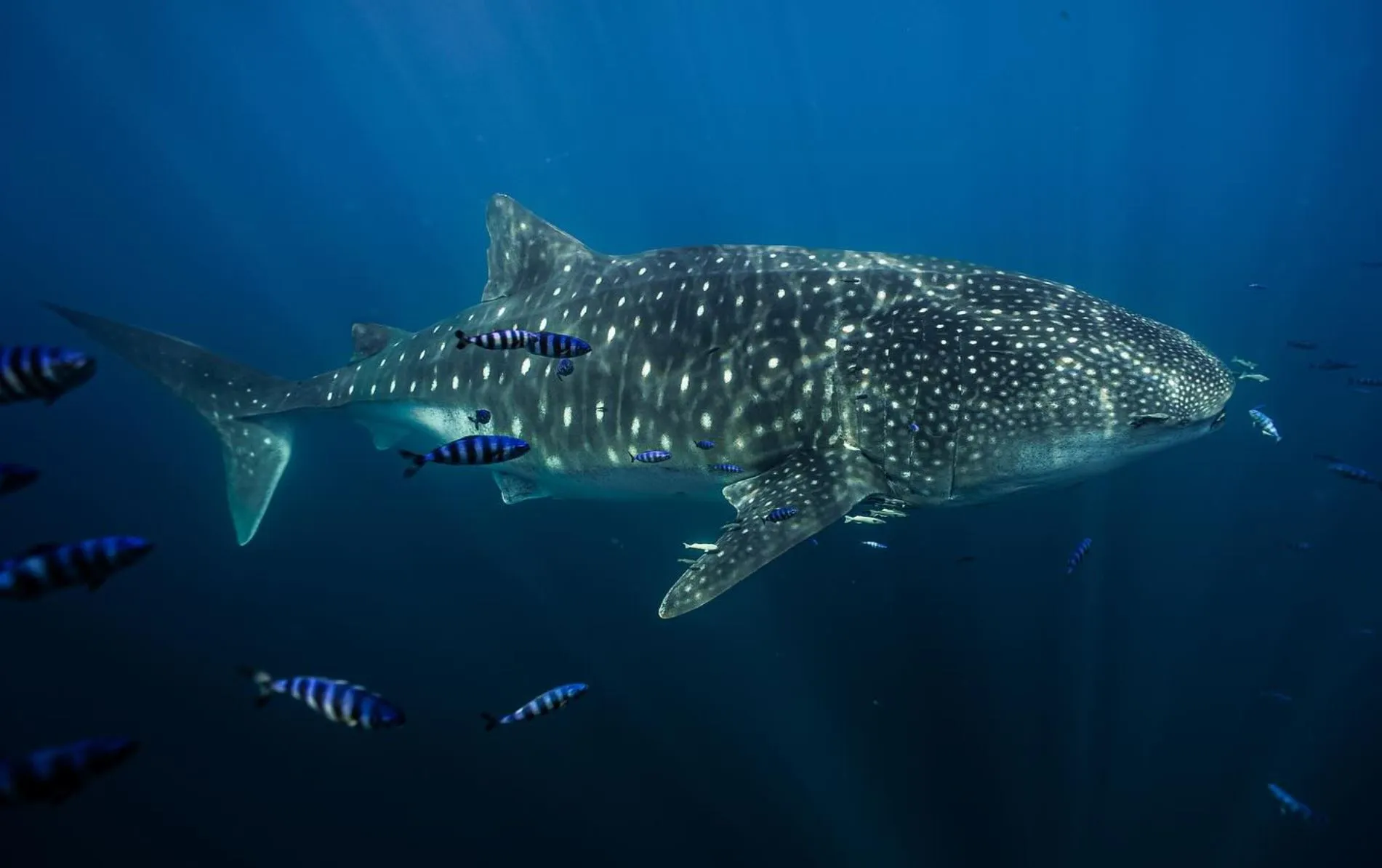 mollypitcher | Best Time to Visit Ningaloo Reef for Whale Sharks & More