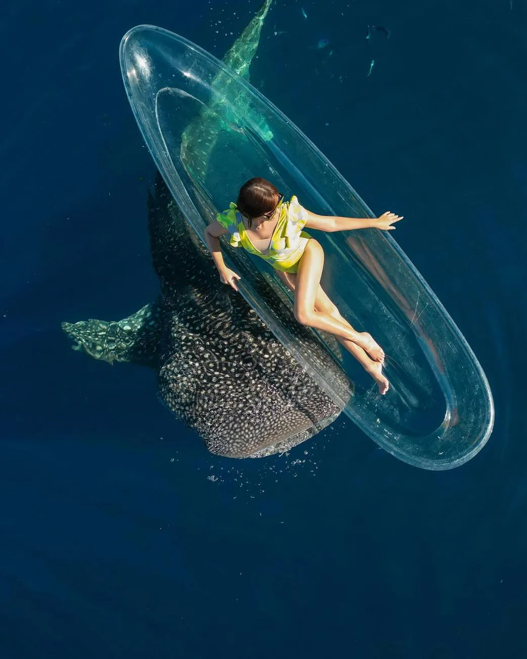 mollypitcher | Best Time to Visit Ningaloo Reef for Whale Sharks & More