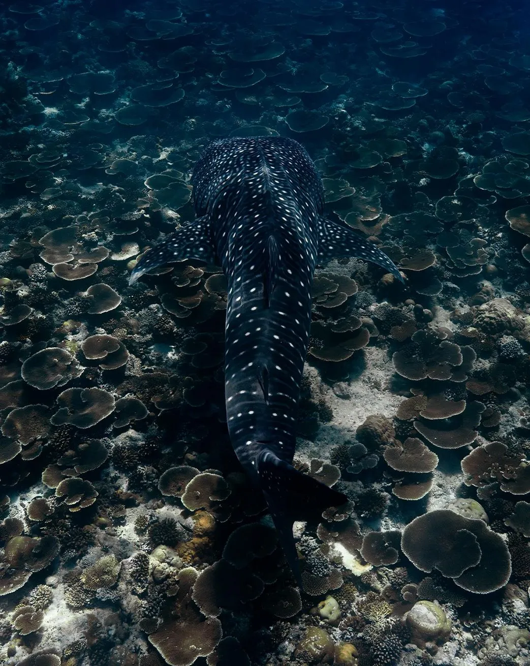 mollypitcher | Best Time to Visit Ningaloo Reef for Whale Sharks & More